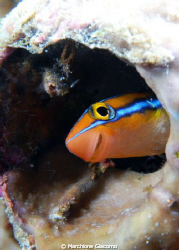 Smile
Nikon D200 , 105 macro, twin strobo
Wakatobi 2010 by Marchione Giacomo 